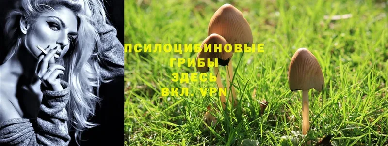 Псилоцибиновые грибы Cubensis  ОМГ ОМГ вход  Алушта 